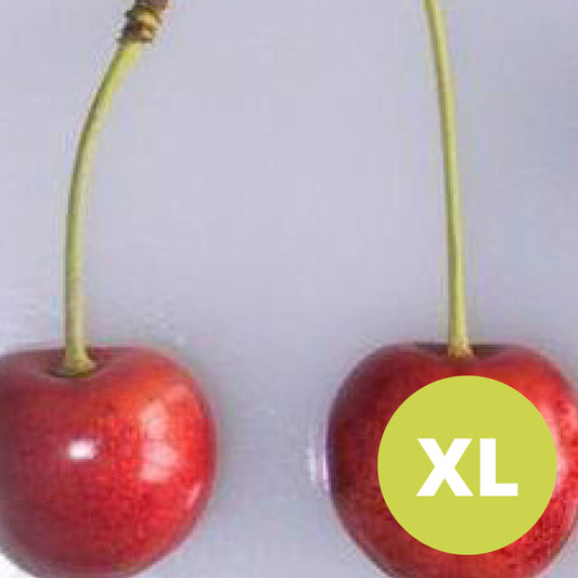 Merton tardive – Grand Cerisier