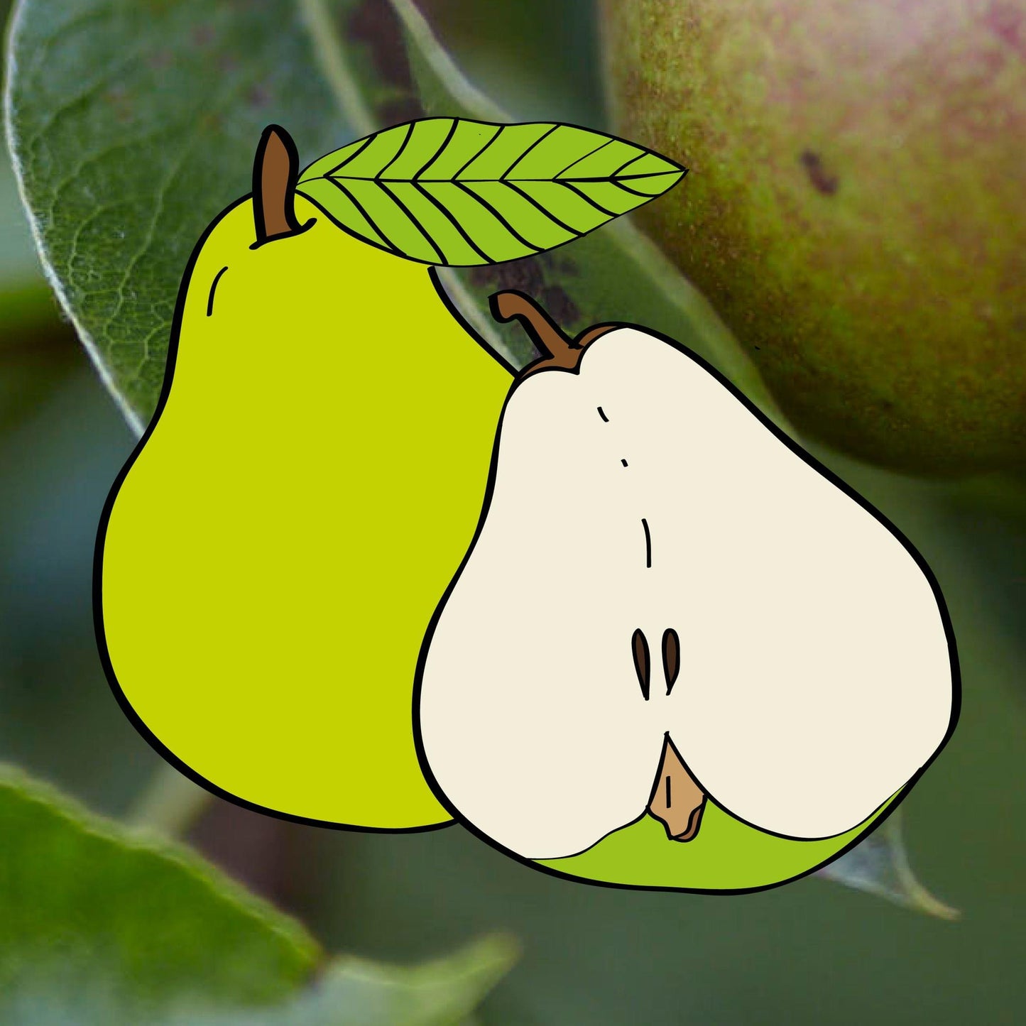 Striped Williams Pear (1 m)