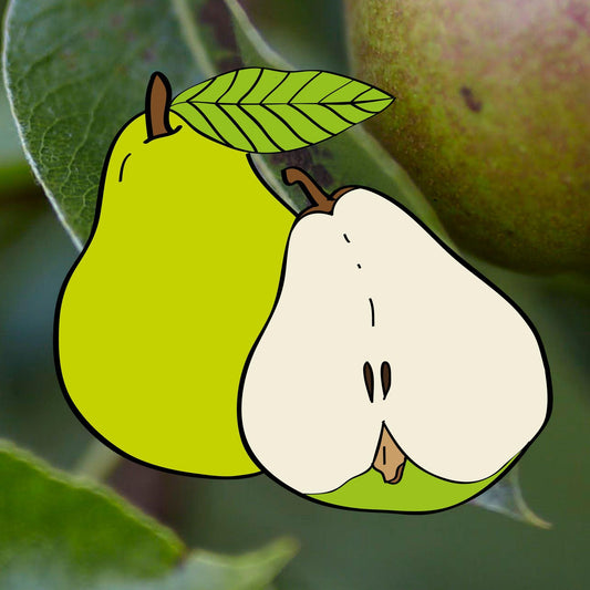 Randigt Williamspäron (1 m)