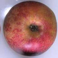 Röd Belle de Boskoop Apfel
