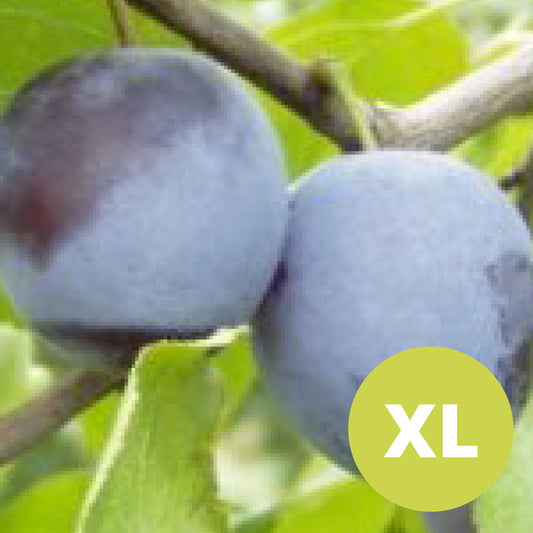 Rivers Early Prolific – Grand prunier