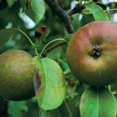 Röd Höstbergamot Päron