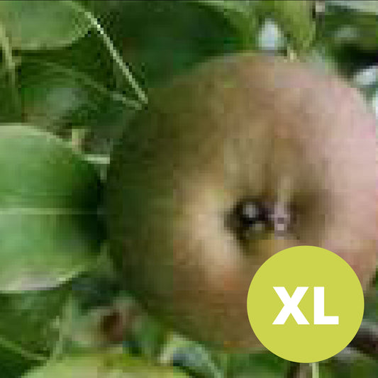 Bergamotte d'Automne Rouge – Grand Poirier