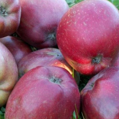 Skovfoged Apple on P60 Rootstock (40 - 80 cm)