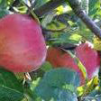 Sønderskov Apple