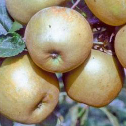 St. Edmund's Pippin Apple