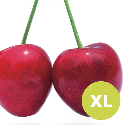 Stella – Grand Cerisier