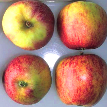 Sylvia Apple