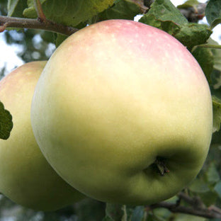 Venus (Vejlø) Apple