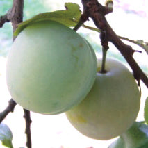 Washington Plum