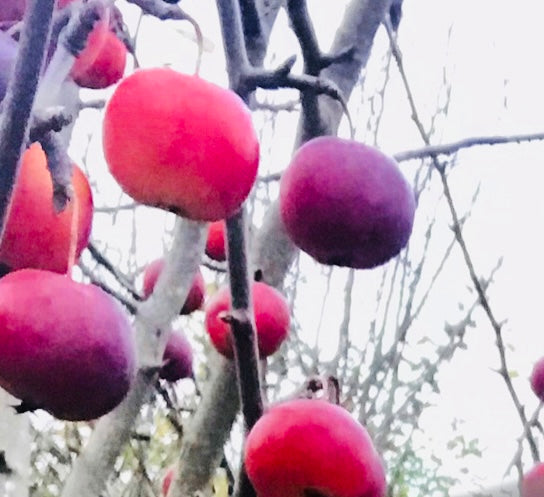 Hyslop Äpple på Antonovka Grundstam - Malus Domestica 'Hyslop'