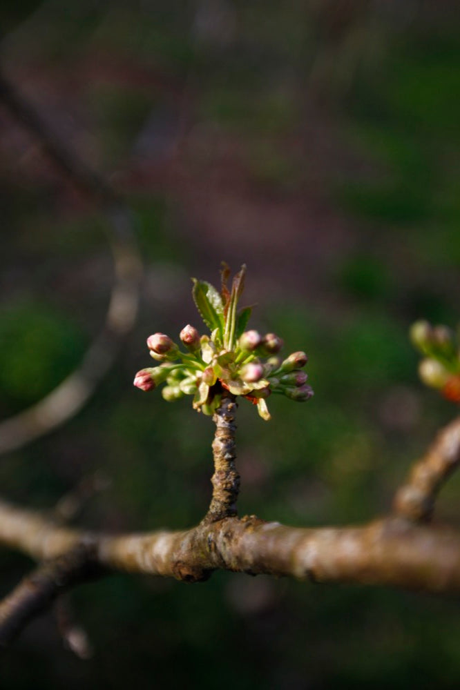 Büttners Rote I – Large Cherry Tree