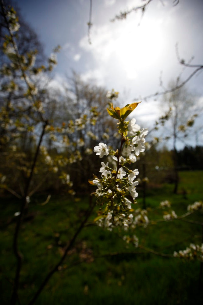 Kirkes Plum