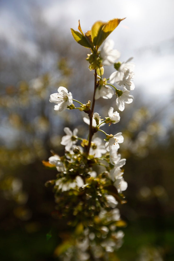 Kirkes Plum