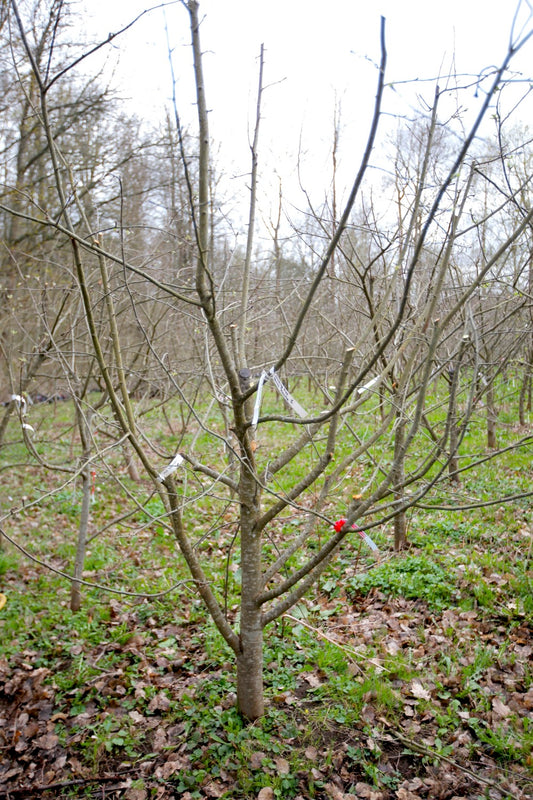 Dansk Rosenhæger – Stort Äppleträd