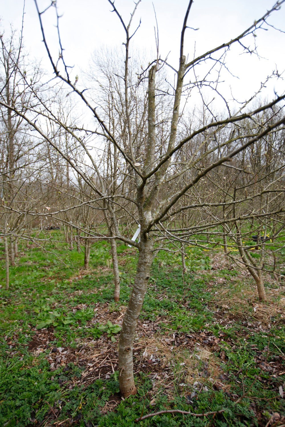 Gråpäron I – Stort Päronträd