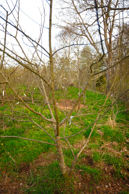 Arreskov – Large Apple Tree