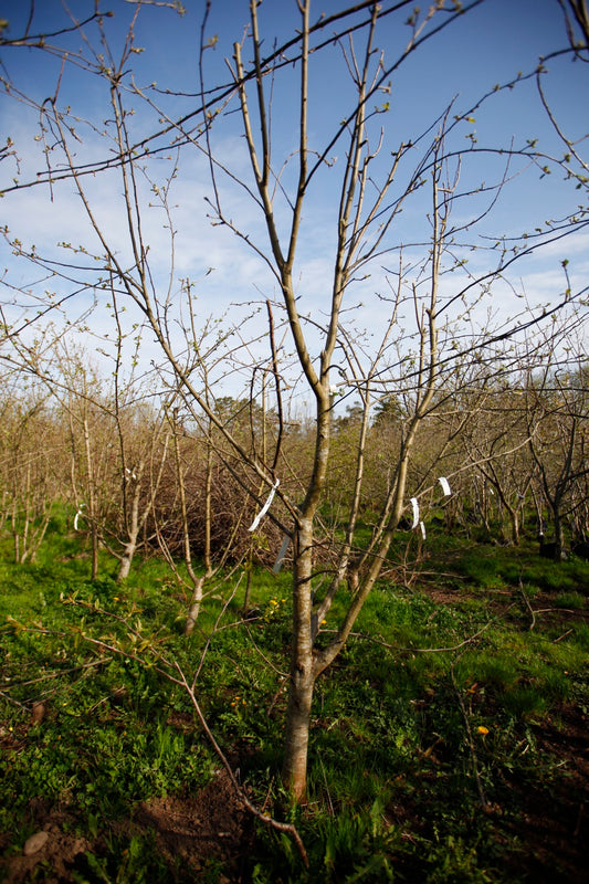 Foxwhelp Cider – Stort Äppleträd