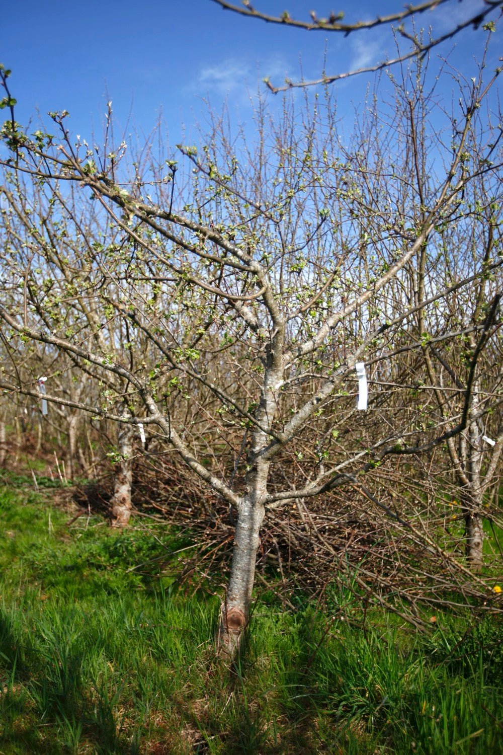 Ingers – Stort Äppleträd