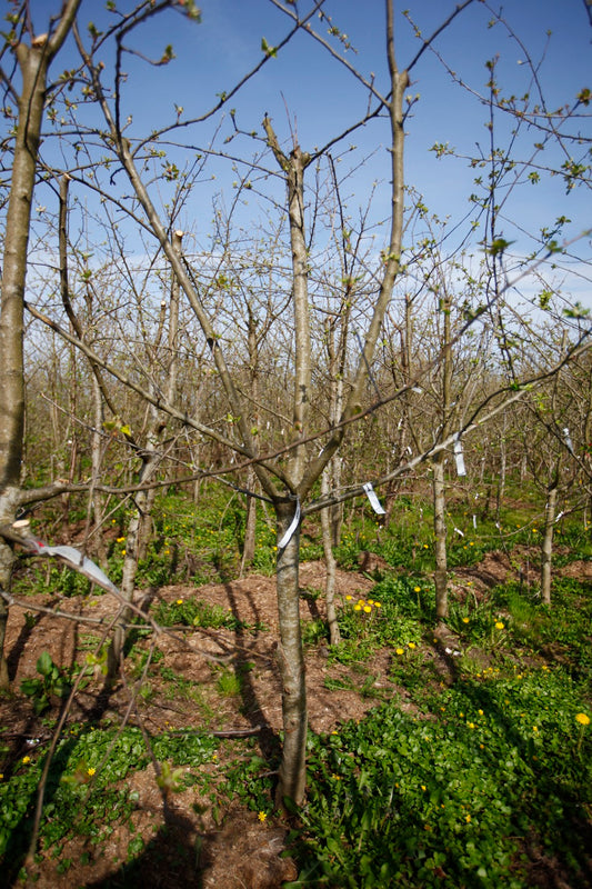 Rött Kaneläpple – Stort Äppleträd