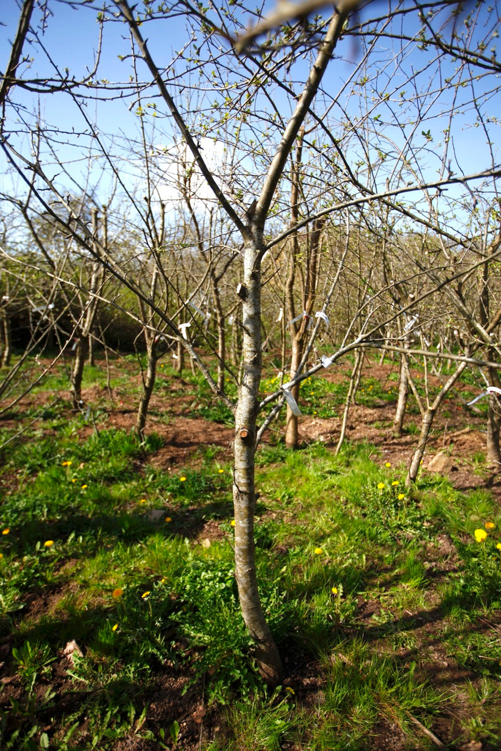 Tremletts Bitter III – Stort Äppleträd