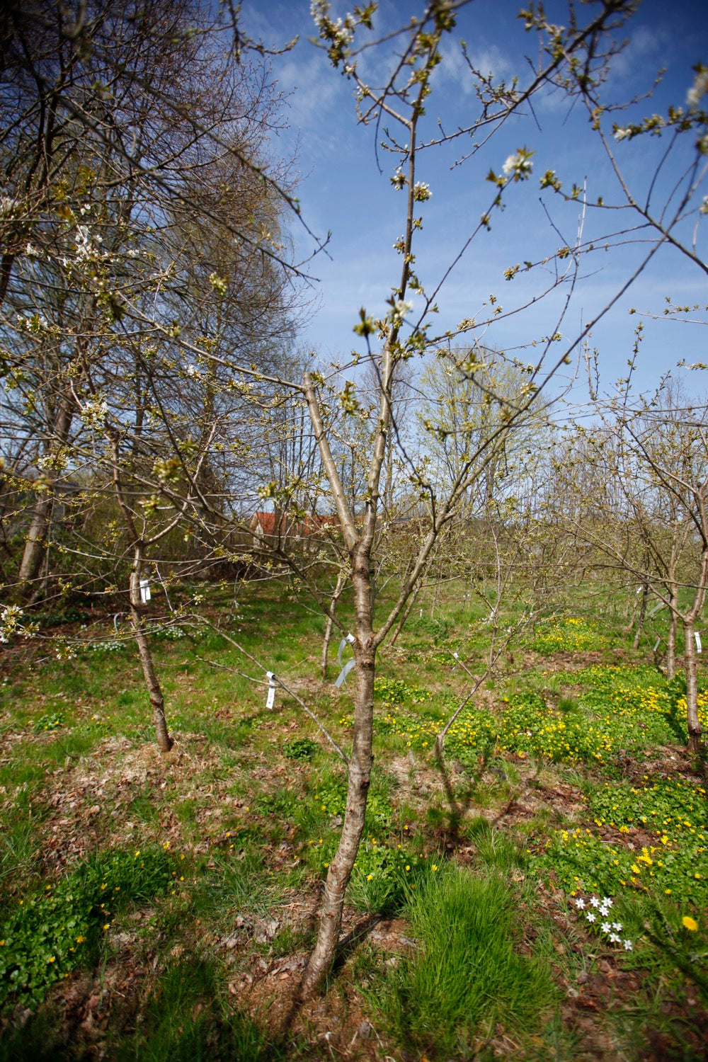 Merton Late (No.17) – Large Cherry Tree