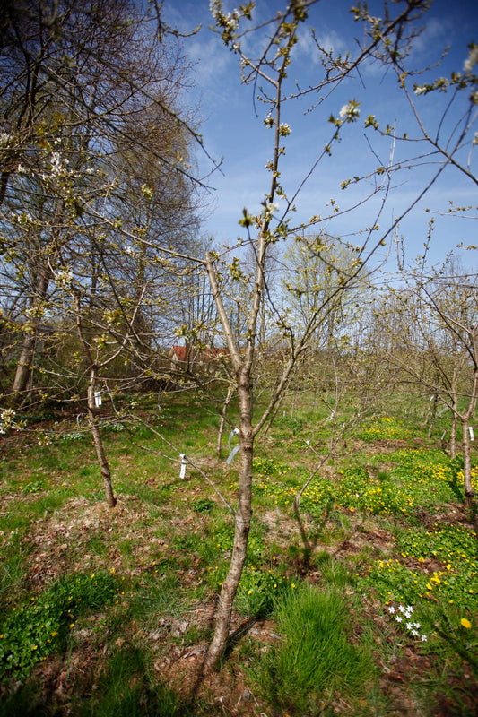 Merton Late (No.17) – Large Cherry Tree