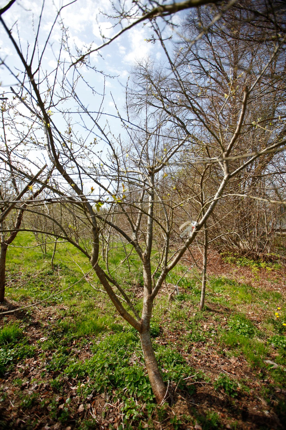 Grön Reine Claude (Greengage) (Nr.1) – Stort Plommonträd