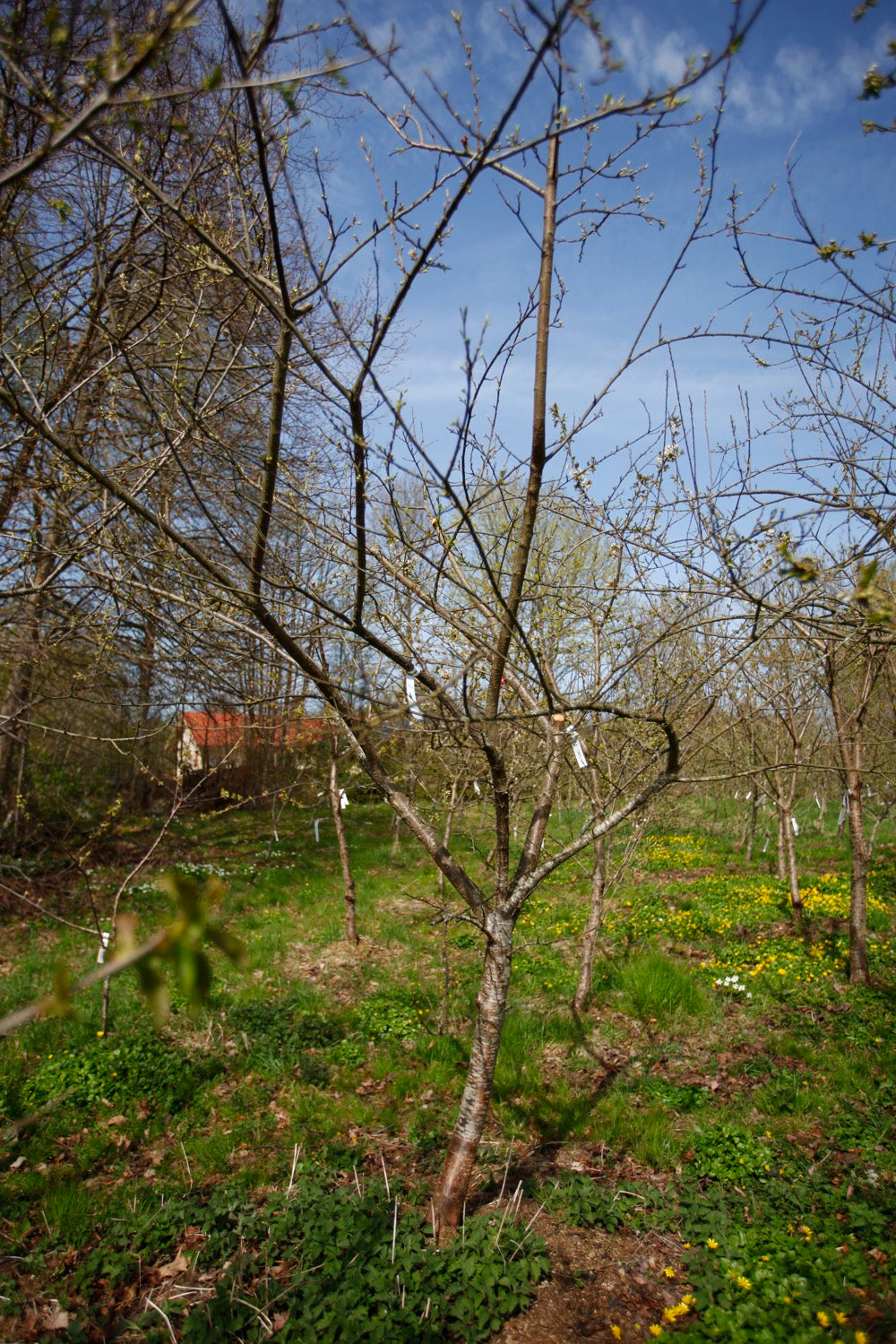 Reine Claude Violette I – Stort Plommonträd