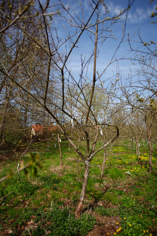 Reine Claude Violette I – Large Plum Tree