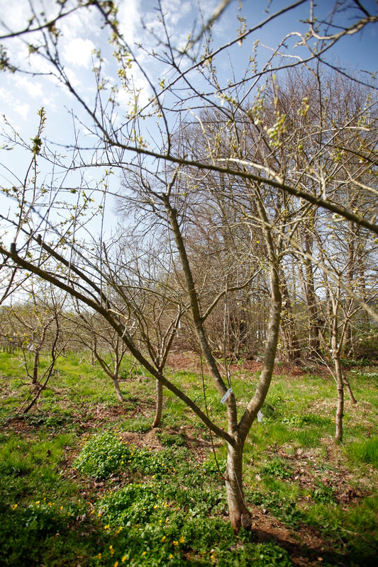 Green Reine Claude (Greengage) (No.2) – Large Plum Tree