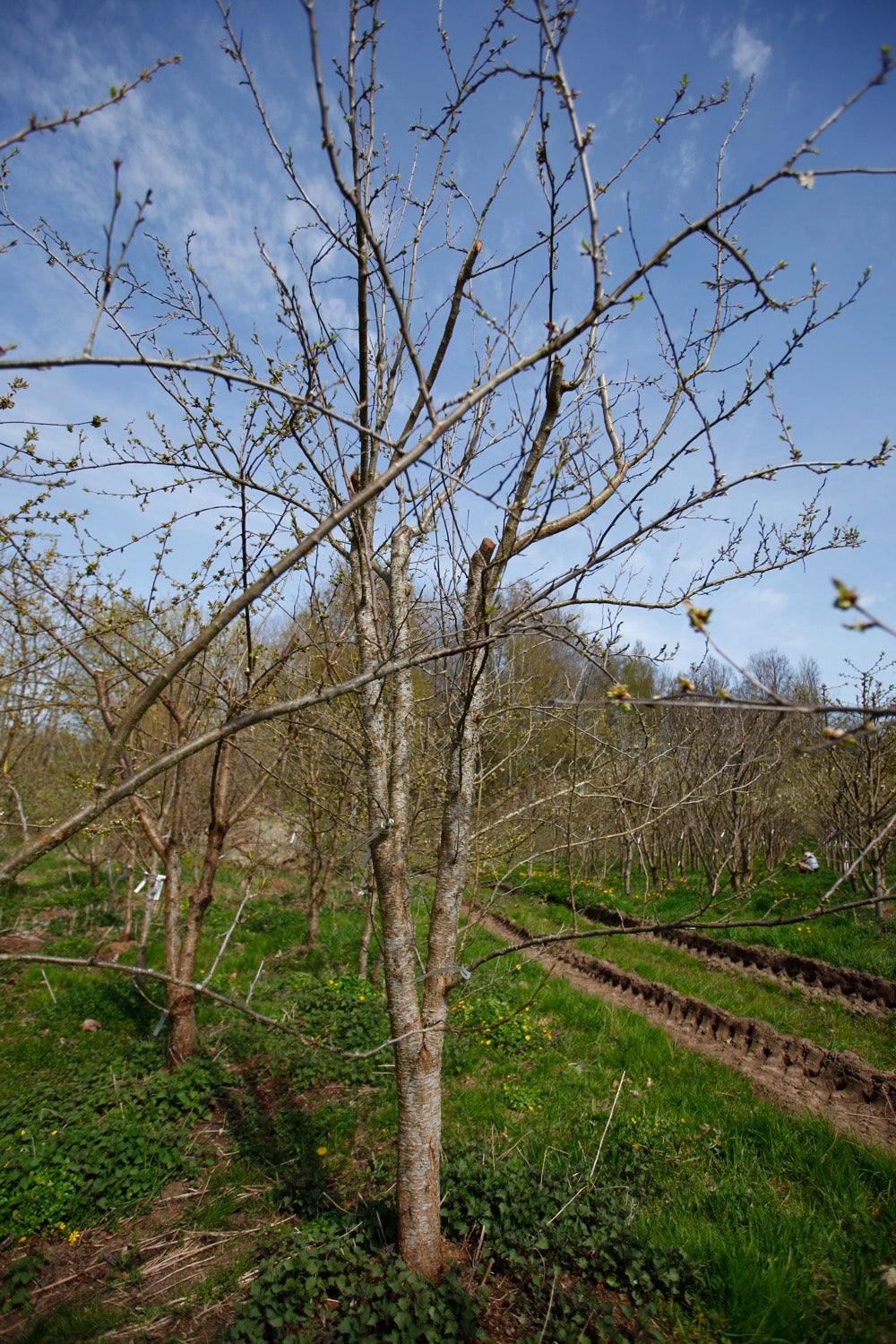 Red Egg Plum I – Large Plum Tree