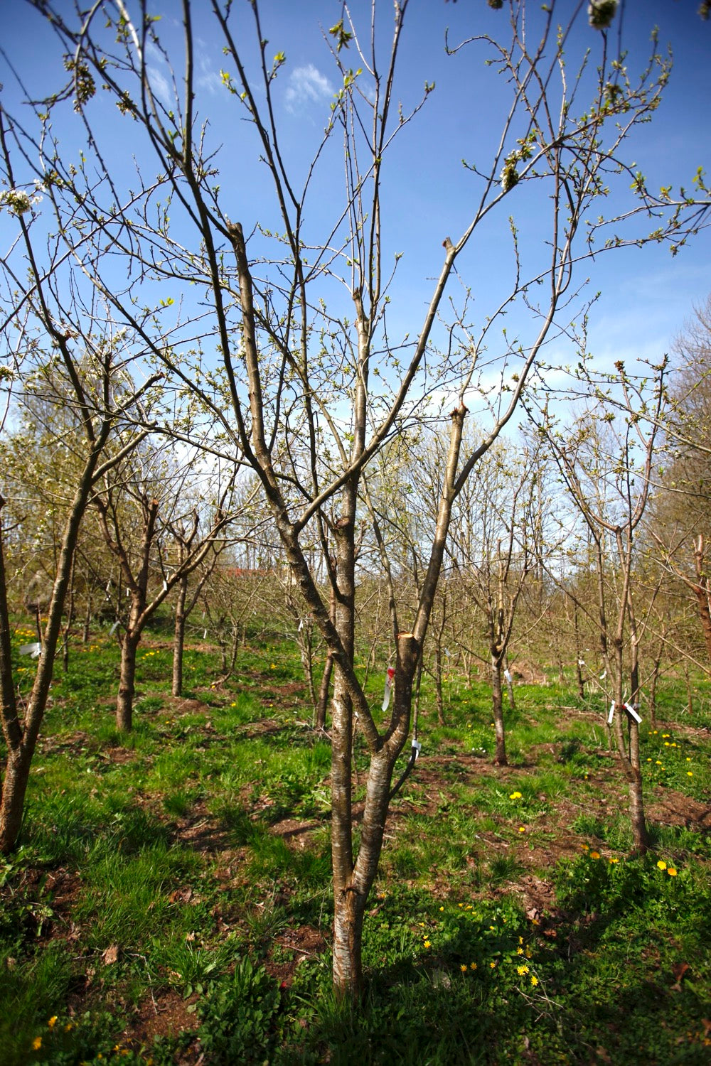 King of the Damsons I – Large Plum Tree