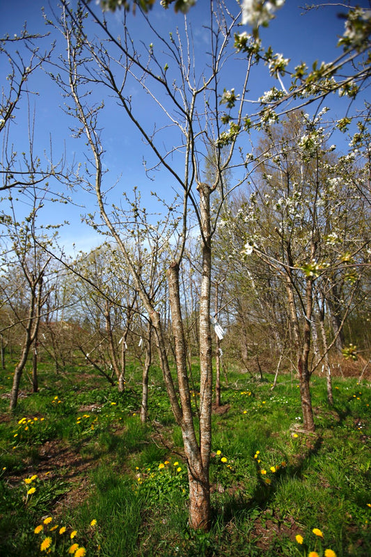 Red Egg Plum II – Large Plum Tree