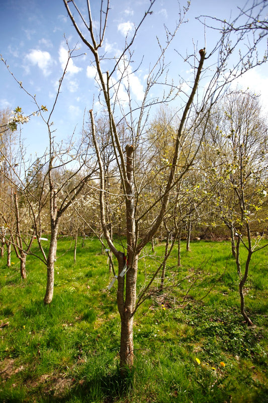 Red Egg Plum VI – Large Plum Tree