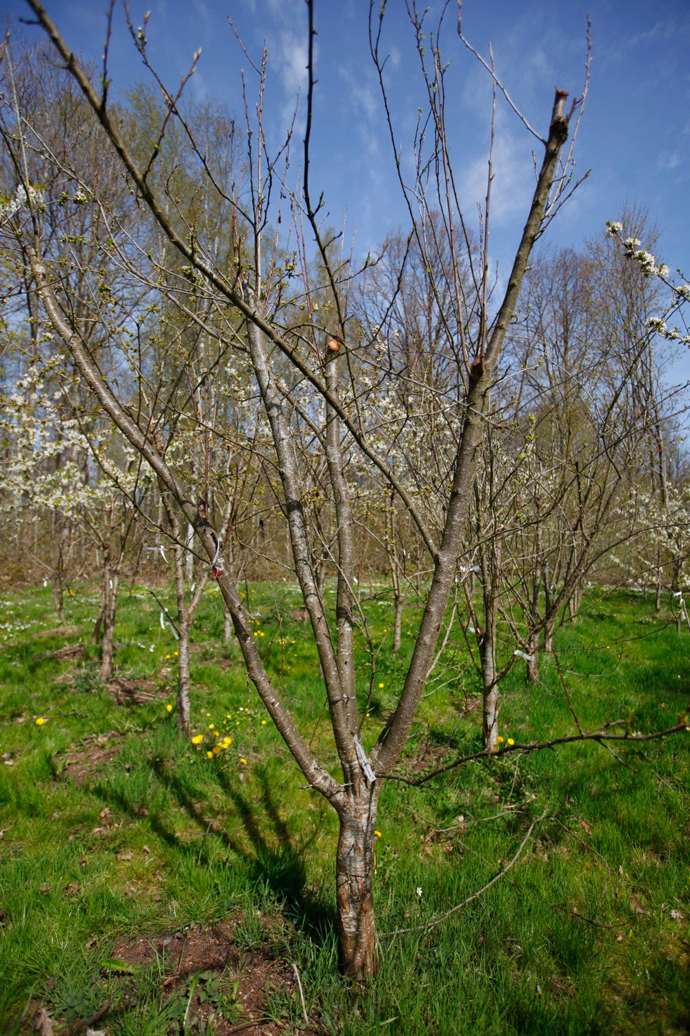 King Plum I – Large Plum Tree