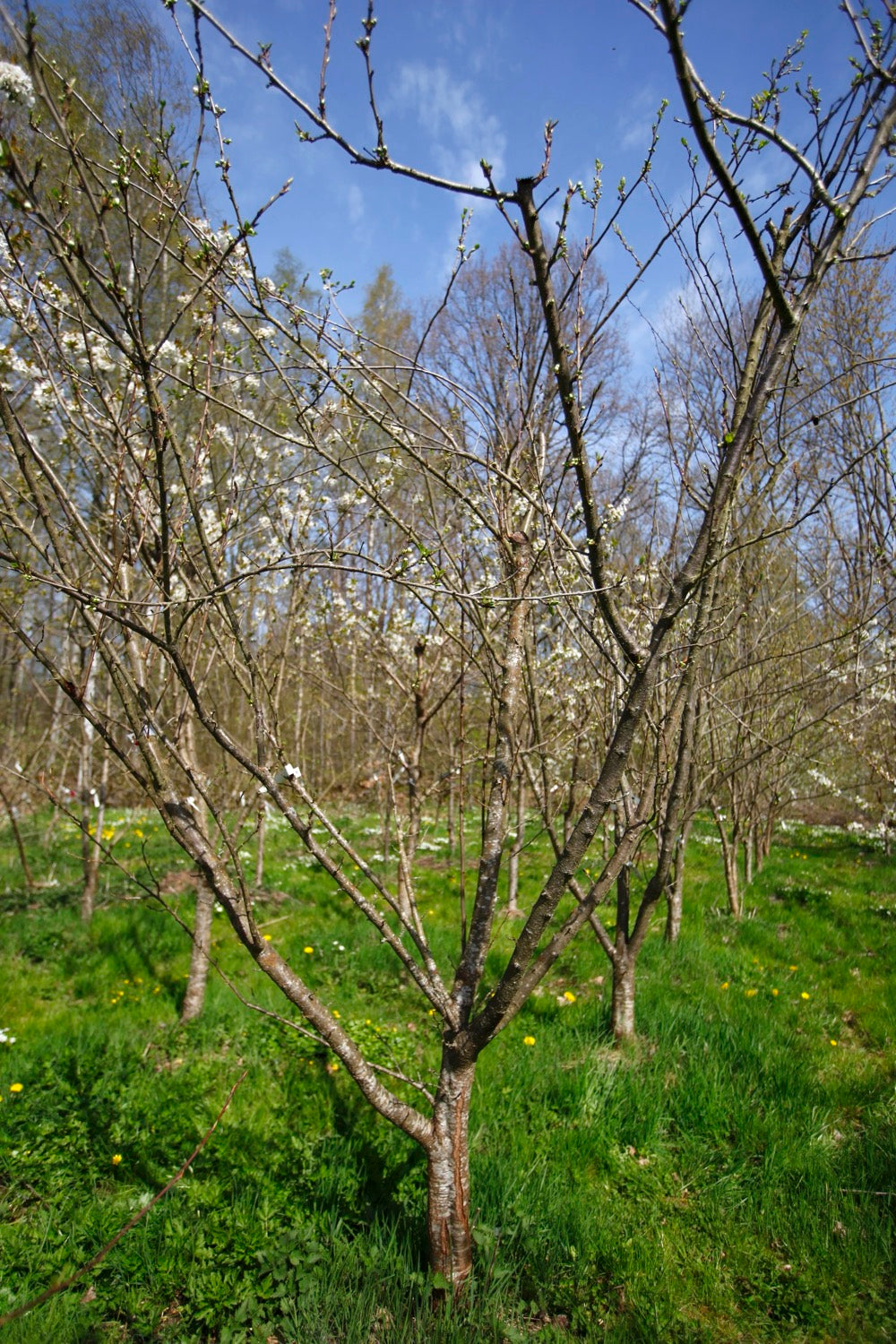 Kings Plum II – Large Plum Tree