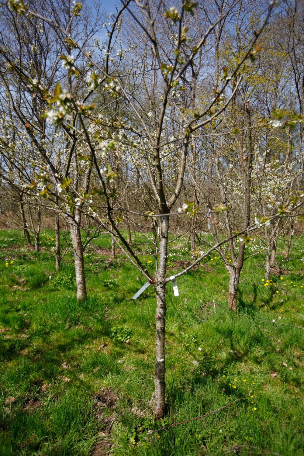 Stella (No.6B) – Large Cherry Tree