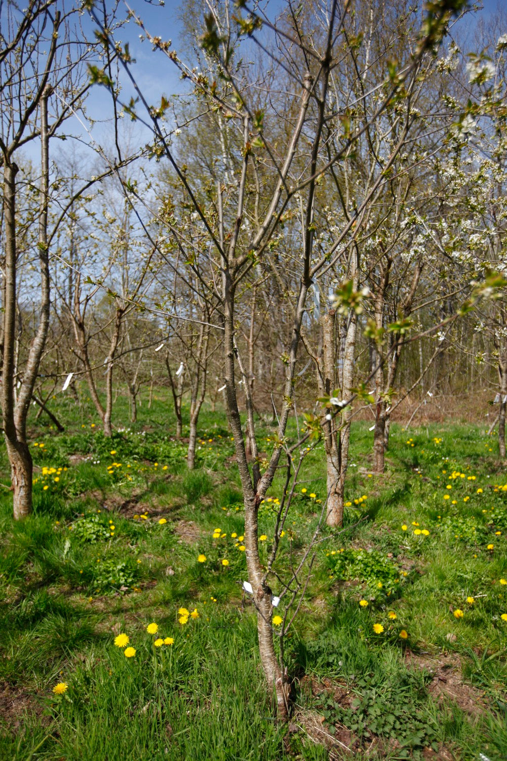 Stella (No.7) – Large Cherry Tree