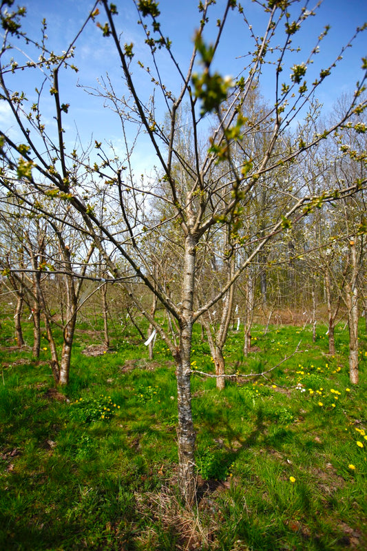 Stella (No.8) – Large Cherry Tree