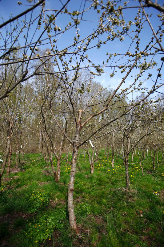 Lapins I – Large Cherry Tree