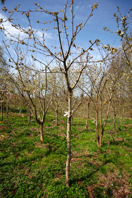 Large Black Cherry II – Large Cherry Tree