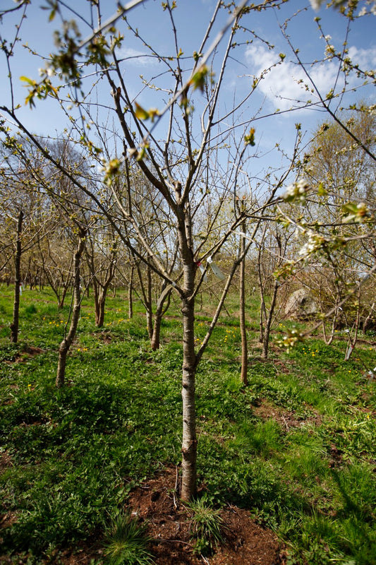 Stella (No.9) – Large Cherry Tree