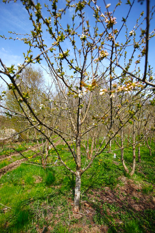 Stella (No.10) – Large Cherry Tree