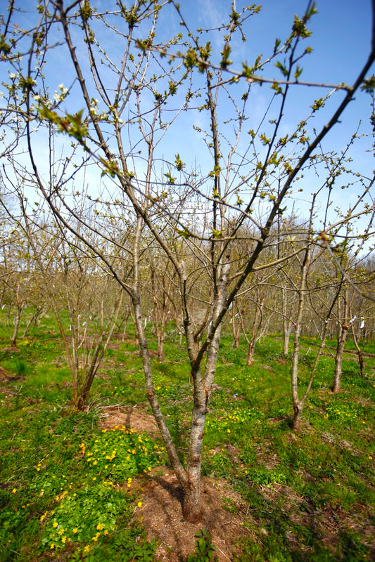 Stella (No.11) – Large Cherry Tree