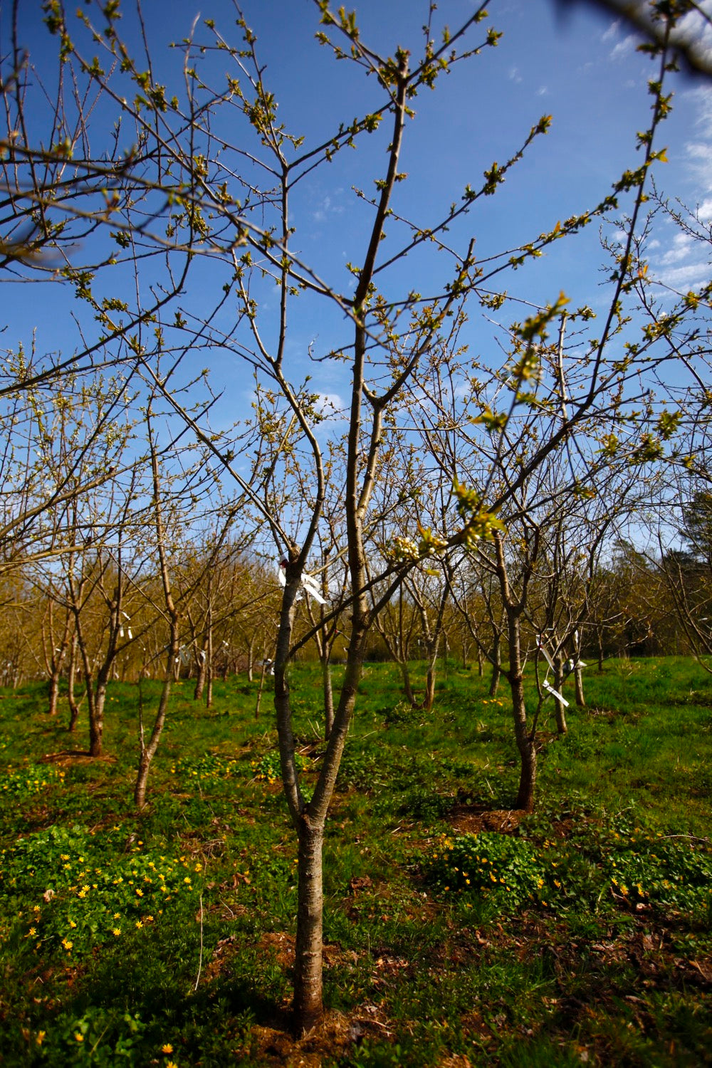 Stella (No.13) – Large Cherry Tree