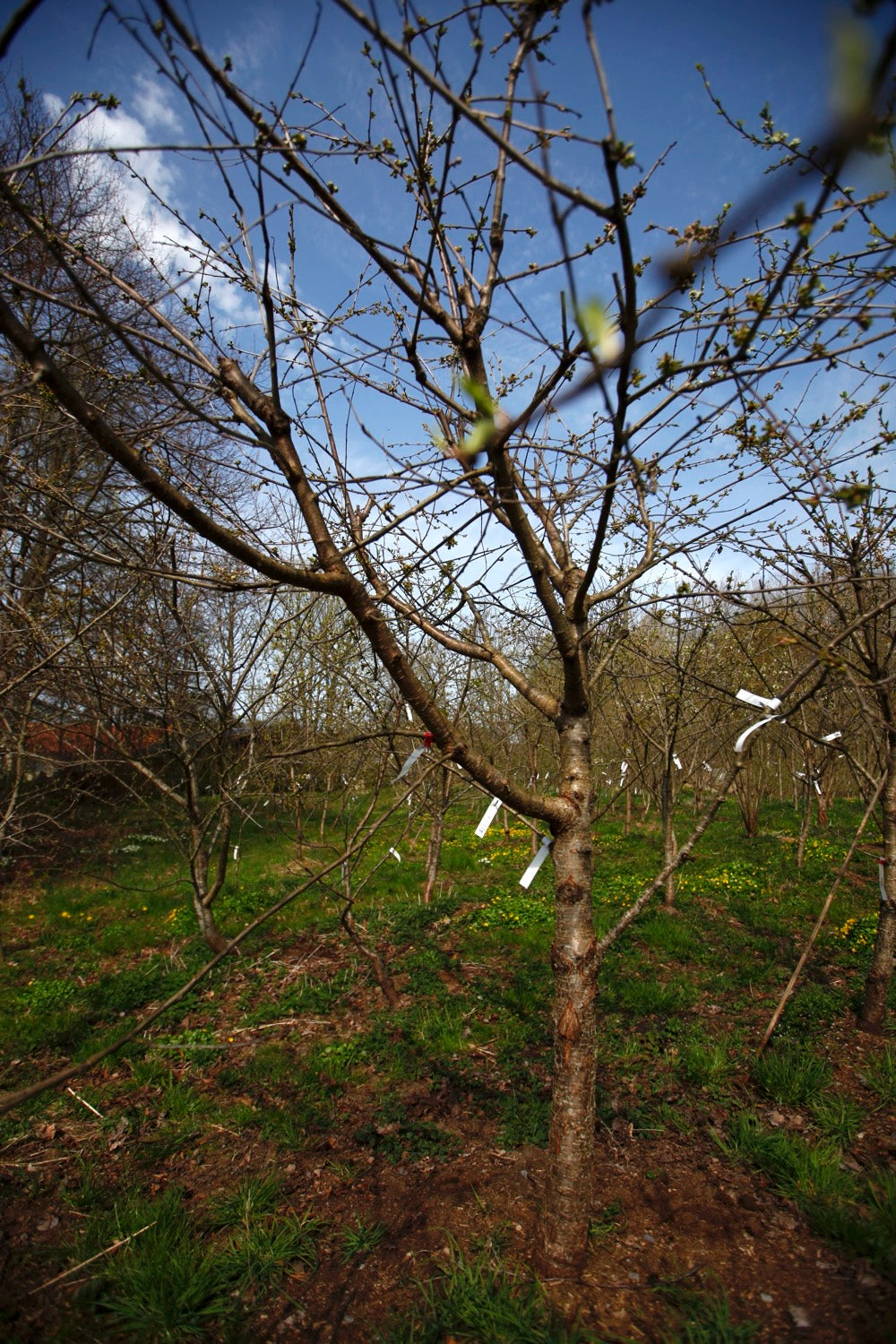 Regina II – Large Cherry Tree