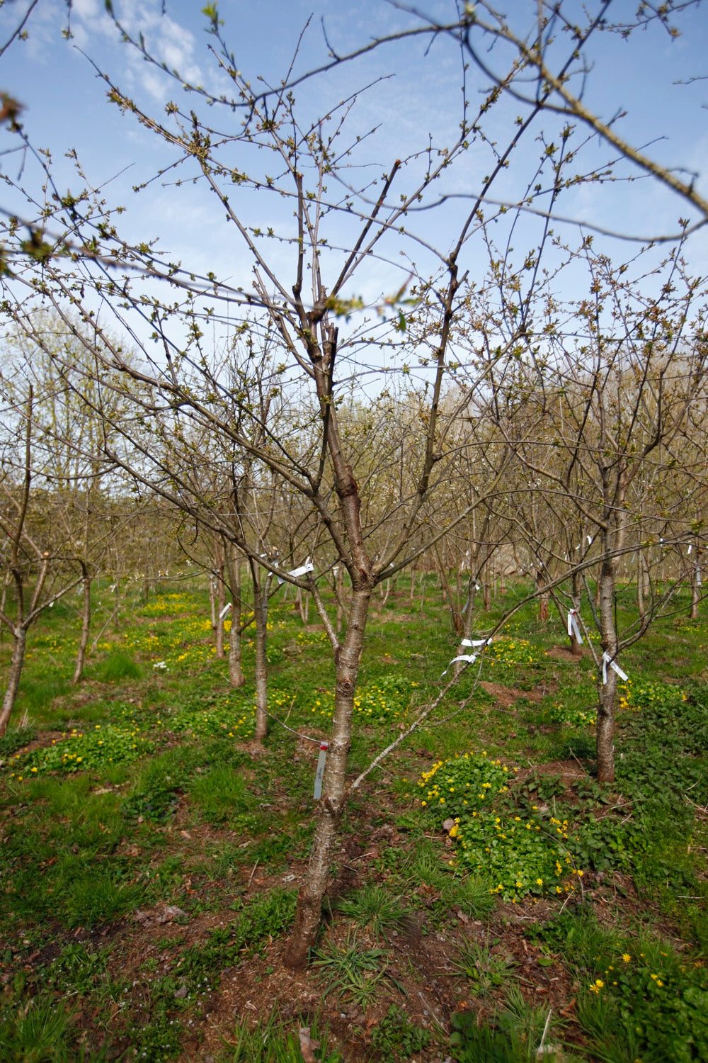 Regina III – Large Cherry Tree