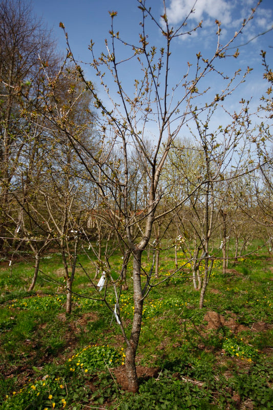 Merton Glory II – Large Cherry Tree