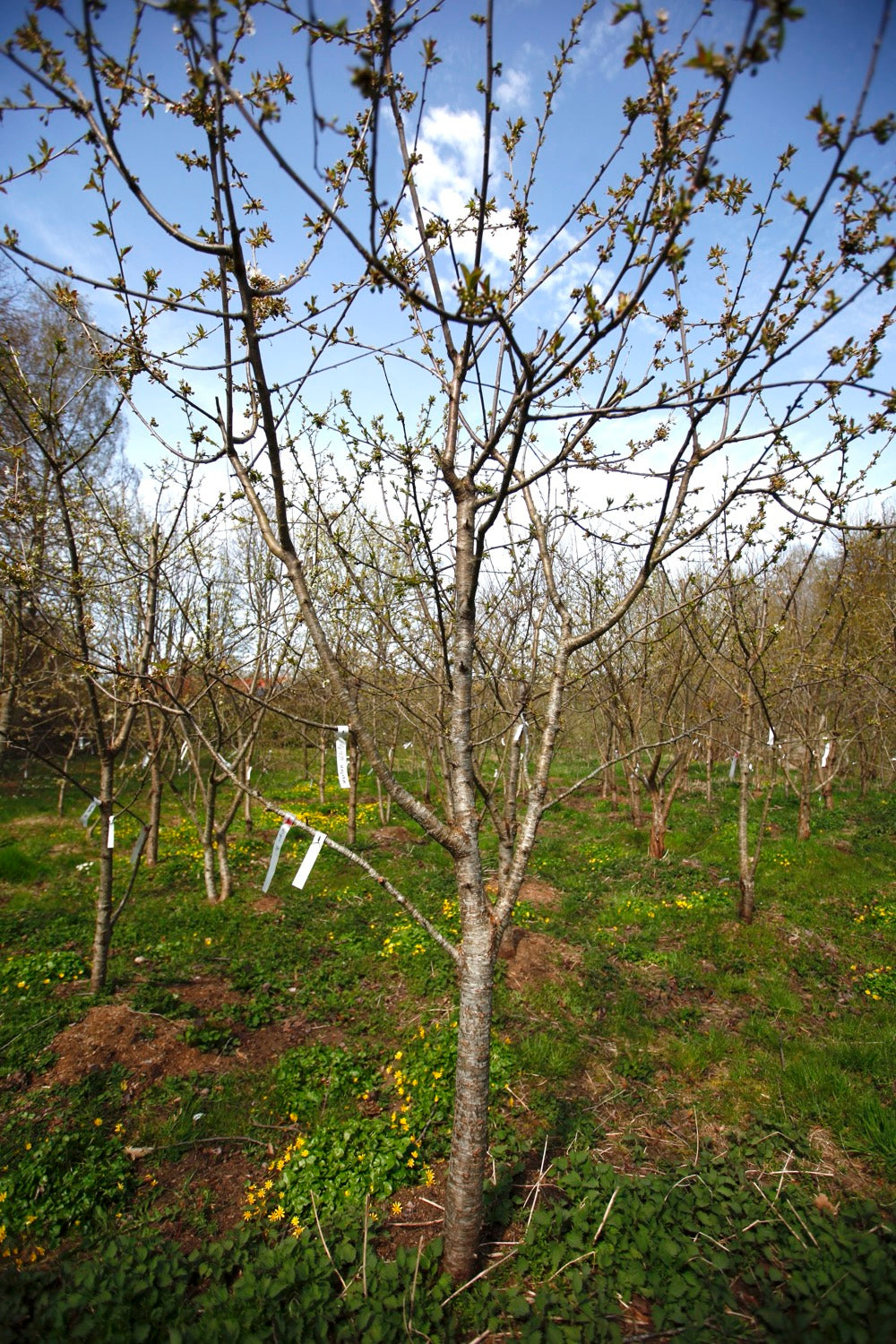 Merton Glory III – Large Cherry Tree